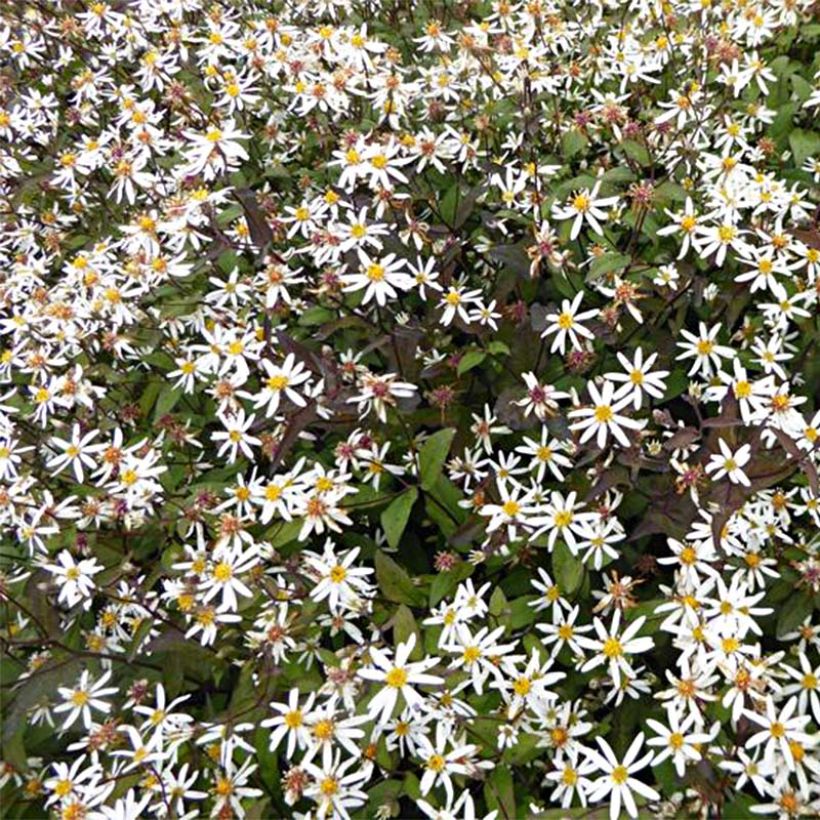 Aster divaricatus Beth Chatto (Floración)