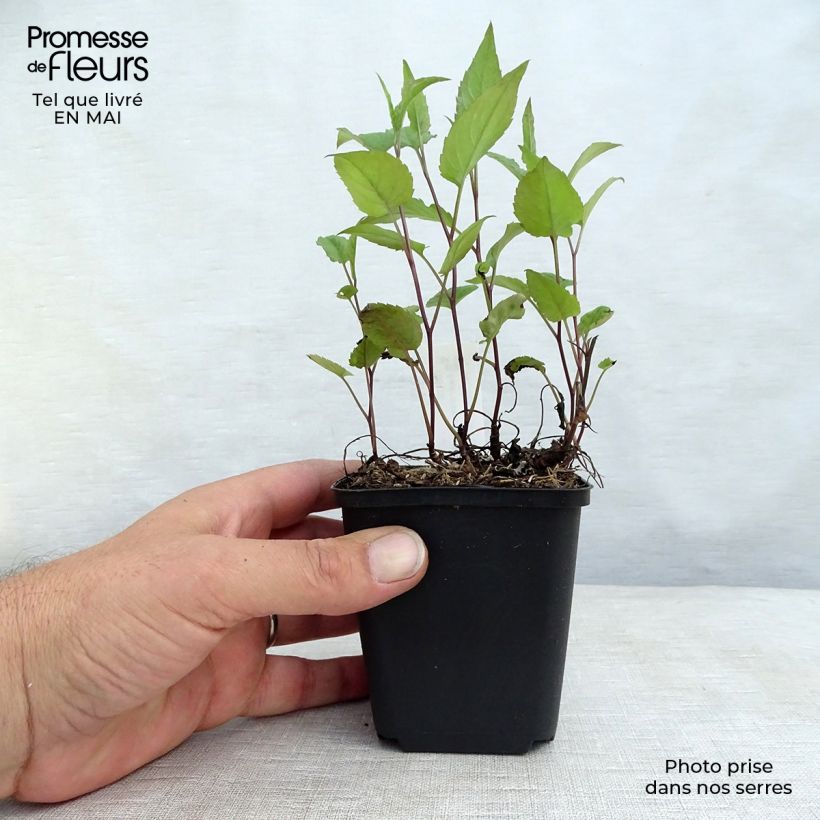 Aster divaricatus Beth Chatto Maceta de 8/9 cm Ejemplar entregado en la primavera