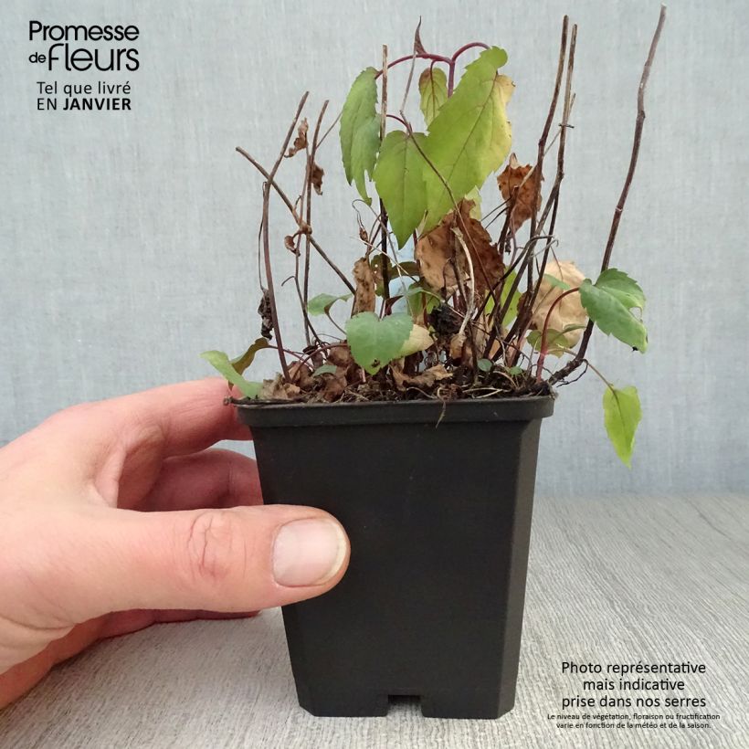 Aster divaricatus Beth Chatto Maceta de 8/9 cm Ejemplar entregado en invierno