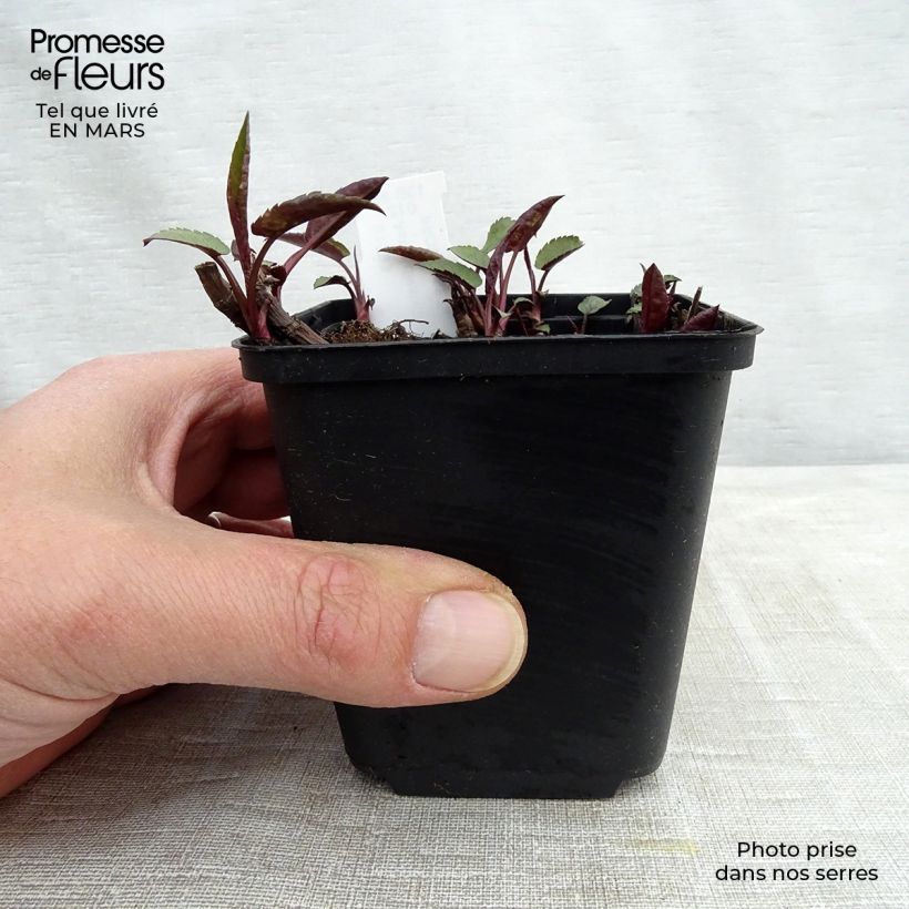 Aster divaricatus Tradescant Maceta de 8/9 cm Ejemplar entregado en invierno