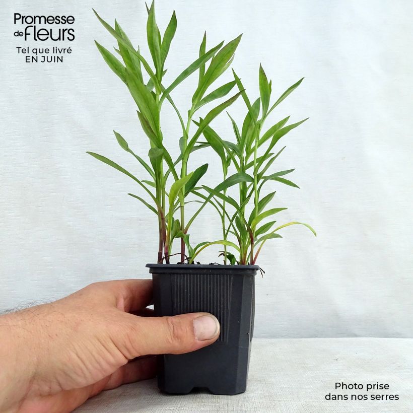 Ejemplar de Aster dumosus Anneke Maceta de 8/9 cm entregado en verano