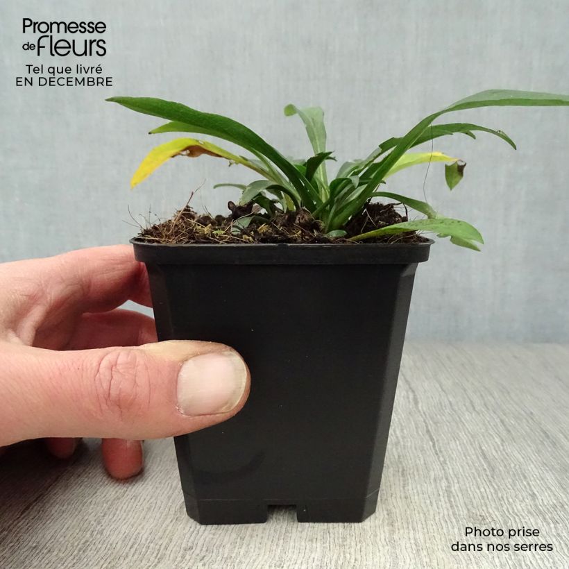 Aster dumosus Anneke Maceta de 8/9 cm Ejemplar entregado en invierno