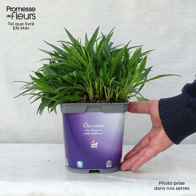 Aster dumosus Augenweide Maceta 2L/3L Ejemplar entregado en la primavera