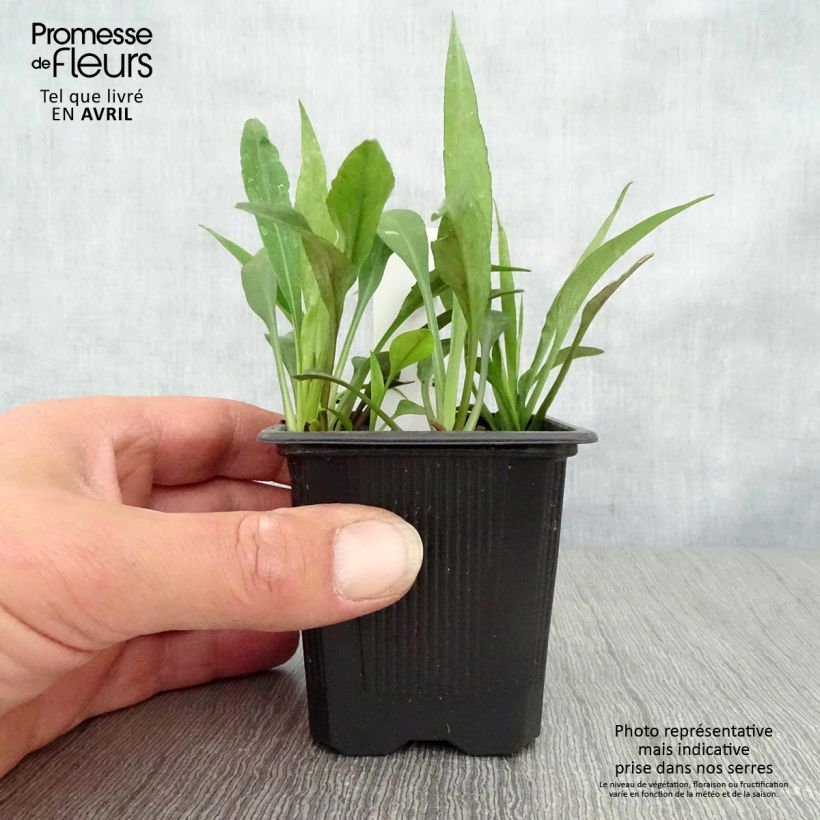 Aster dumosus Augenweide Maceta de 8/9 cm Ejemplar entregado en la primavera