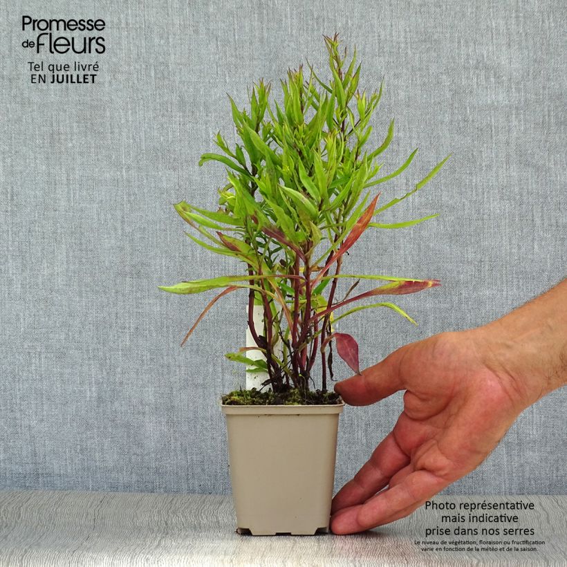 Ejemplar de Aster dumosus Bahamas Maceta de 8/9 cm entregado en verano