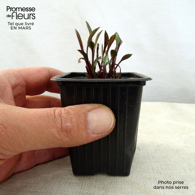 Aster dumosus Early Blue Maceta de 7/8 cm Ejemplar entregado en la primavera