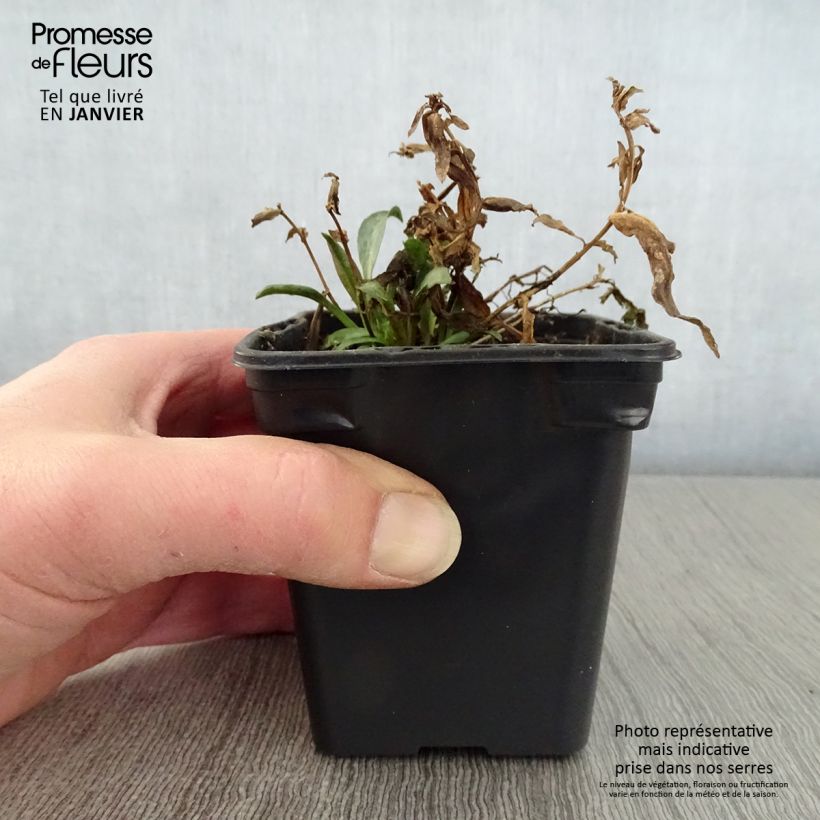 Aster dumosus Early Blue Maceta de 7/8 cm Ejemplar entregado en invierno