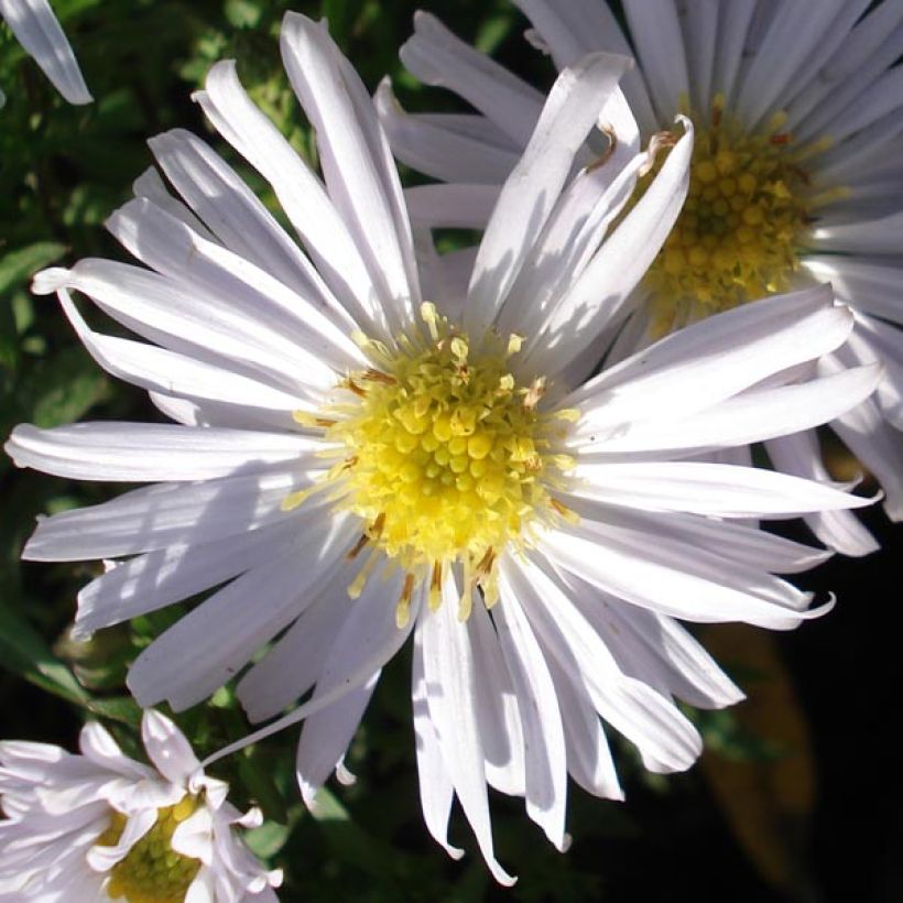 Aster dumosus Kristina (Floración)