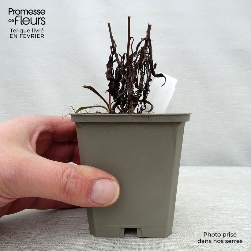 Aster dumosus Kristina Maceta de 8/9 cm Ejemplar entregado en invierno