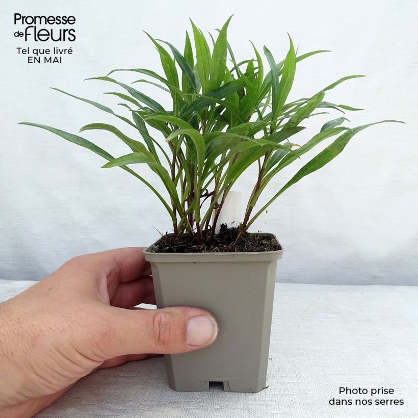 Aster dumosus Kristina Maceta de 8/9 cm Ejemplar entregado en la primavera