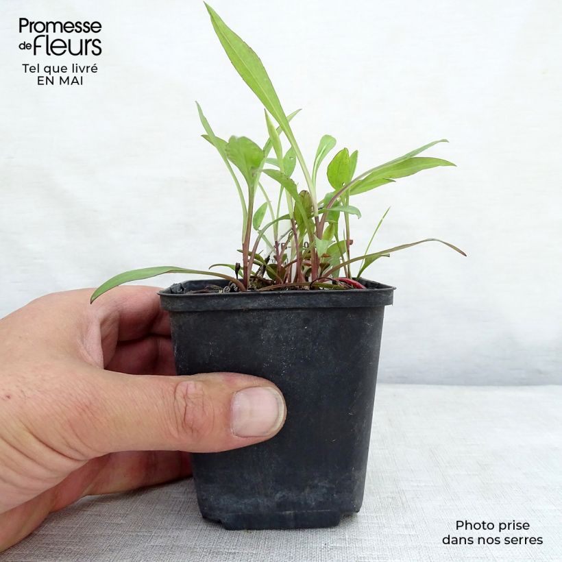 Aster dumosus Lady In Blue Maceta de 8/9 cm Ejemplar entregado en la primavera