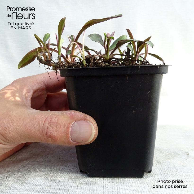 Aster dumosus Lady In Blue Maceta de 8/9 cm Ejemplar entregado en invierno