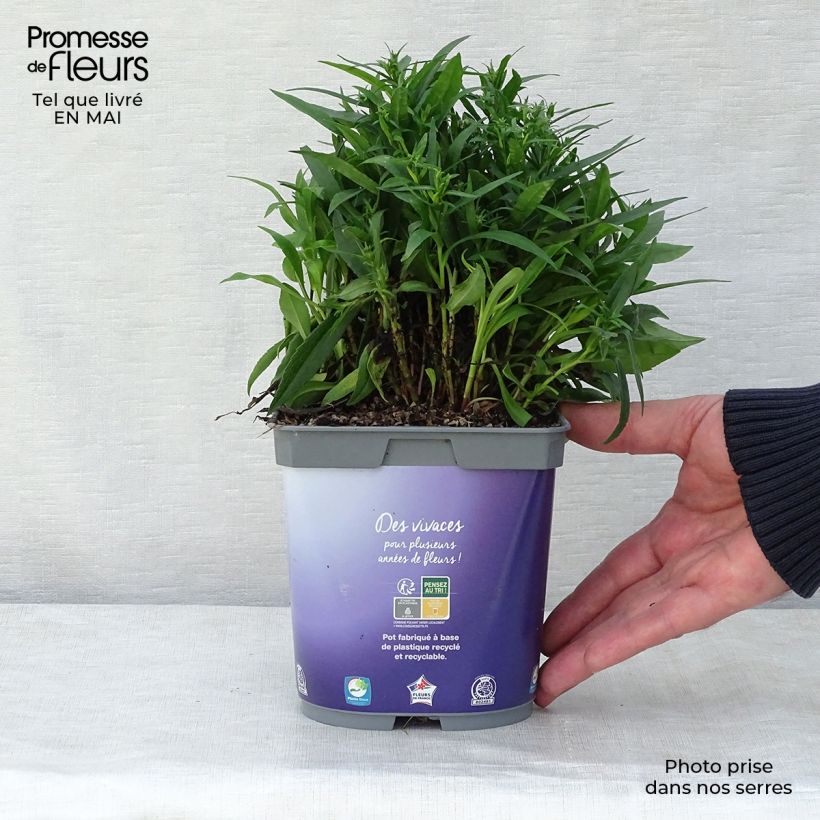 Aster dumosus Lady In Blue Maceta 2L/3L Ejemplar entregado en la primavera