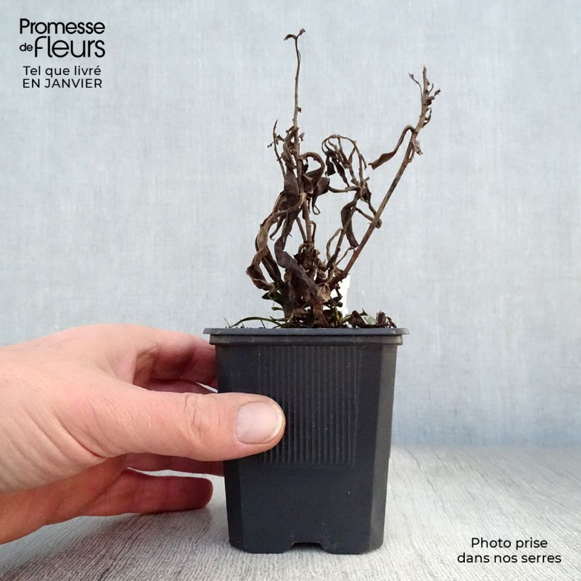 Aster dumosus Marjorie Maceta de 8/9 cm Ejemplar entregado en invierno