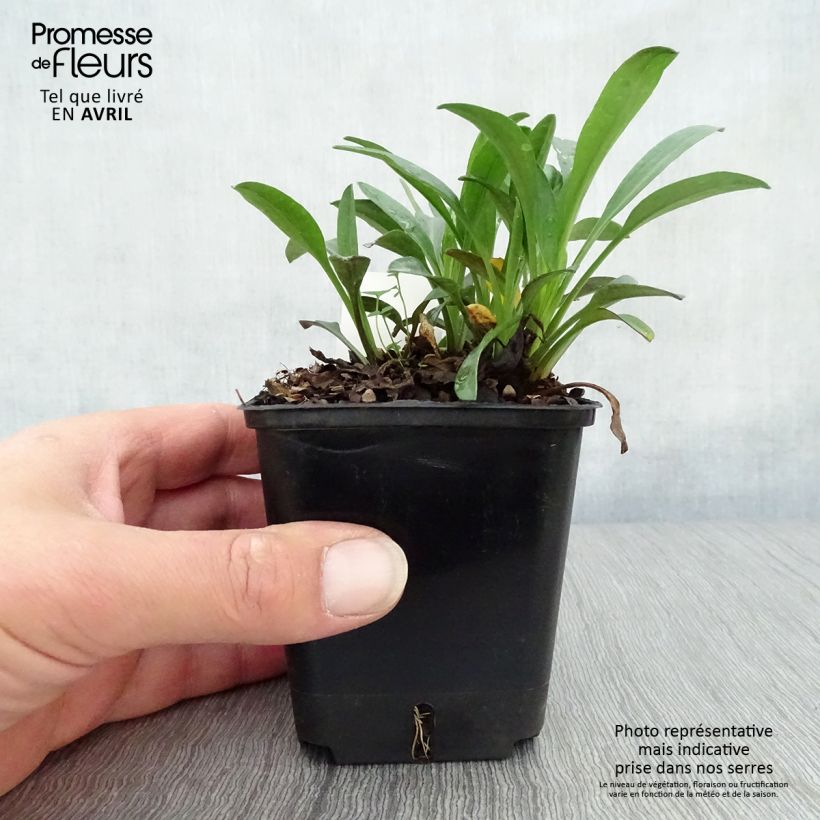 Aster dumosus Marjorie Maceta de 8/9 cm Ejemplar entregado en la primavera