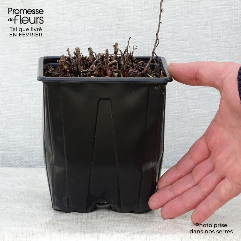 Aster dumosus Marjorie Maceta 2L/3L Ejemplar entregado en invierno