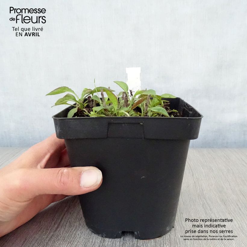 Aster dumosus Marjorie Maceta 2L/3L Ejemplar entregado en la primavera