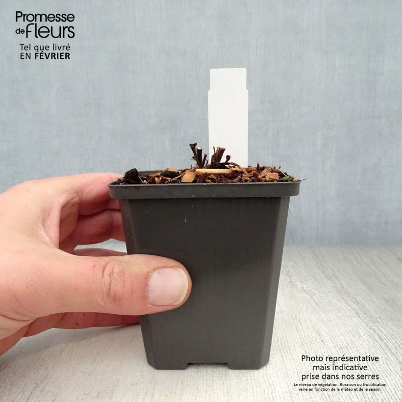 Aster dumosus Neron Maceta de 8/9 cm Ejemplar entregado en invierno