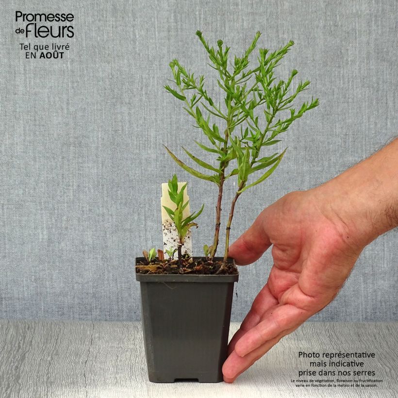 Ejemplar de Aster dumosus Neron Maceta de 8/9 cm entregado en verano