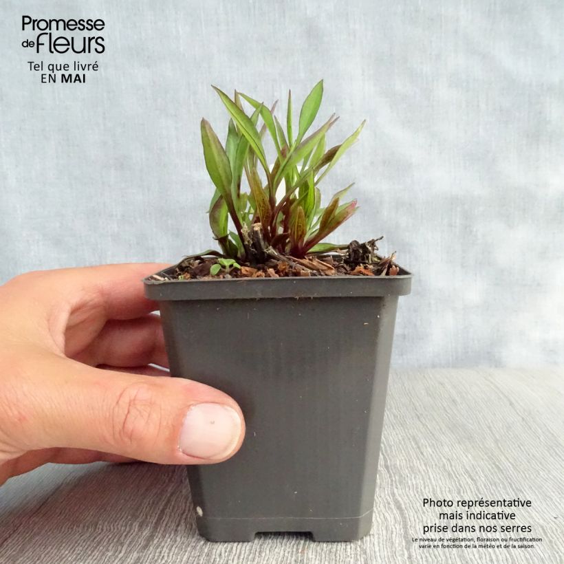 Aster dumosus Neron Maceta de 8/9 cm Ejemplar entregado en la primavera