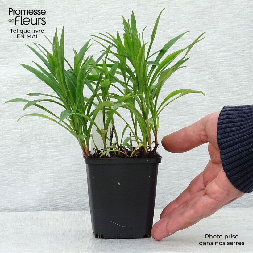 Aster dumosus Peter Harrison Maceta de 8/9 cm Ejemplar entregado en la primavera