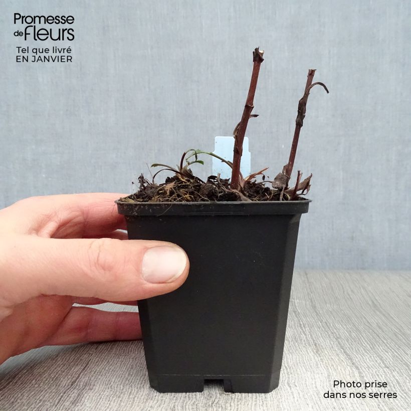 Aster dumosus Peter Harrison Maceta de 8/9 cm Ejemplar entregado en invierno