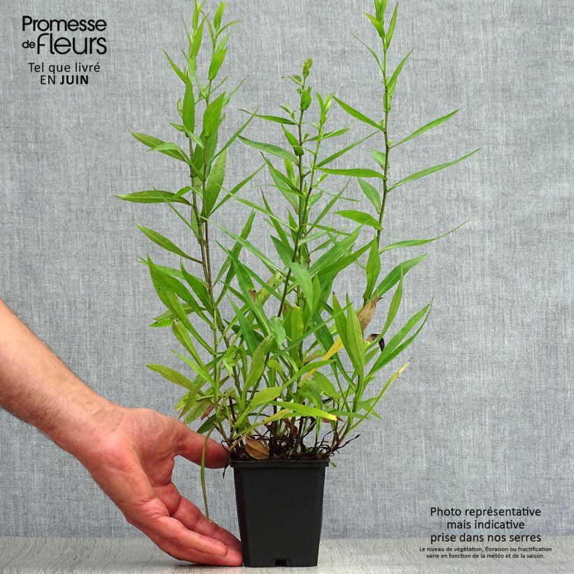 Ejemplar de Aster dumosus Peter Harrison Maceta de 8/9 cm entregado en verano
