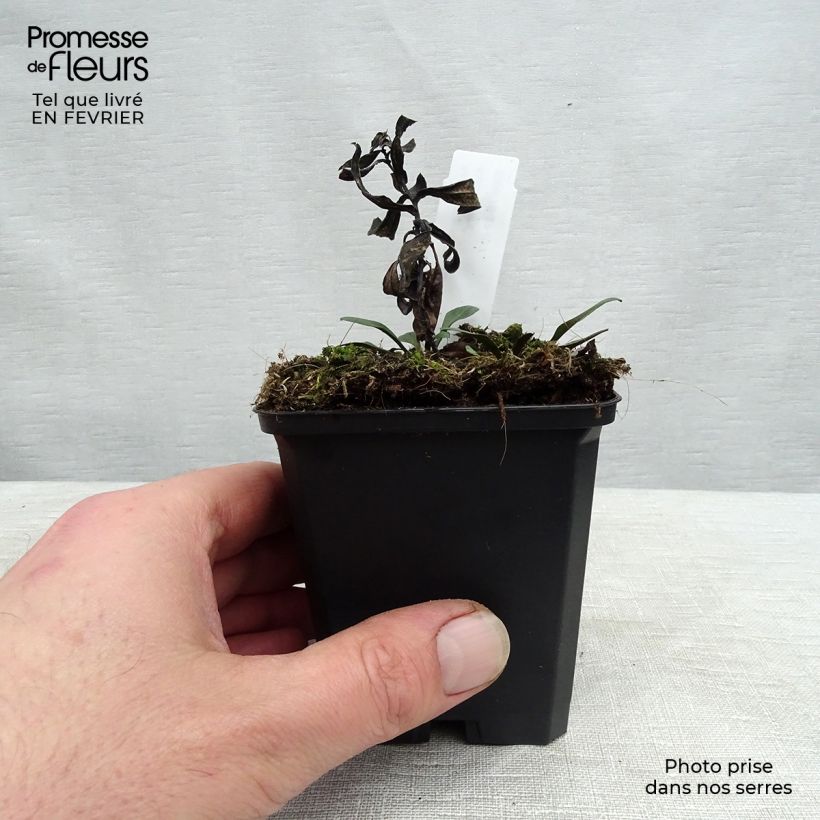 Aster dumosus Professeur Anton Kippenberg Maceta de 8/9 cm Ejemplar entregado en invierno