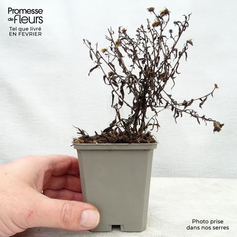 Aster dumosus Rosenwichtel Maceta de 8/9 cm Ejemplar entregado en invierno