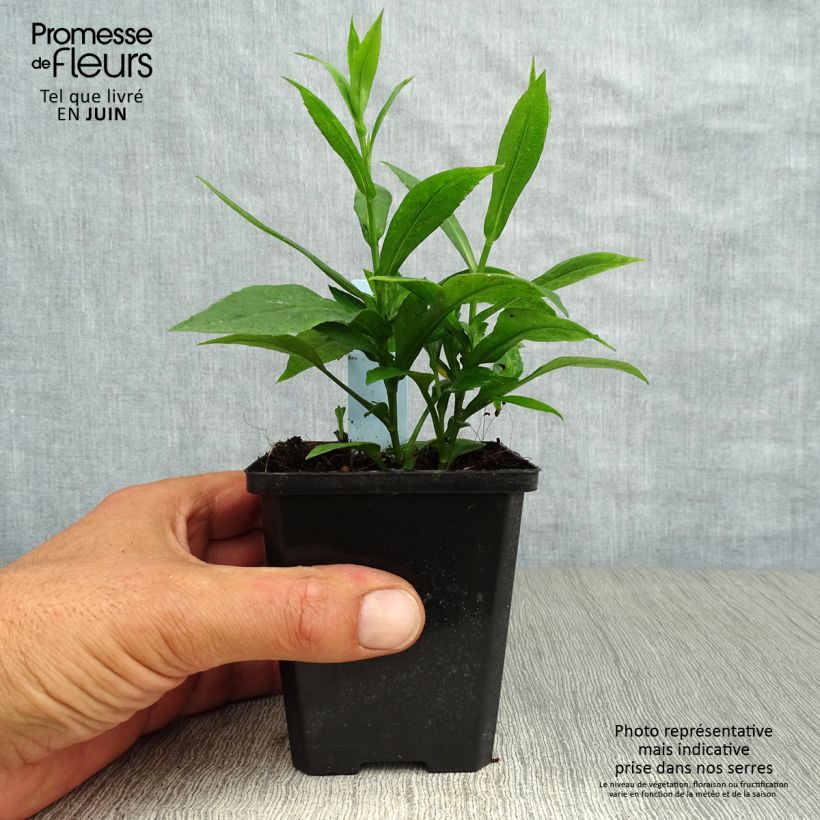 Ejemplar de Aster dumosus Rosenwichtel Maceta de 8/9 cm entregado en verano