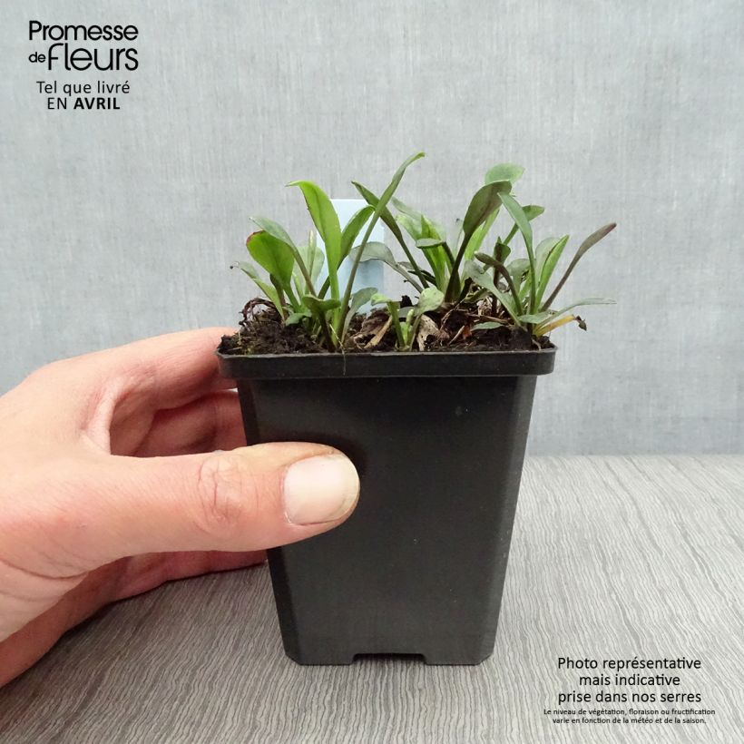 Aster dumosus Rosenwichtel Maceta de 8/9 cm Ejemplar entregado en la primavera