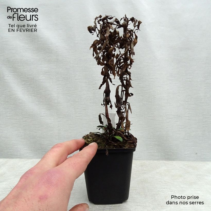 Aster dumosus Samoa Maceta de 8/9 cm Ejemplar entregado en invierno