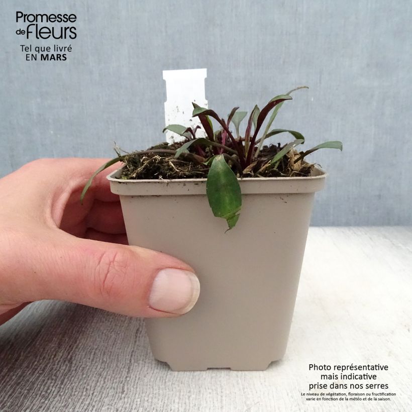 Aster dumosus Samoa Maceta de 8/9 cm Ejemplar entregado en la primavera