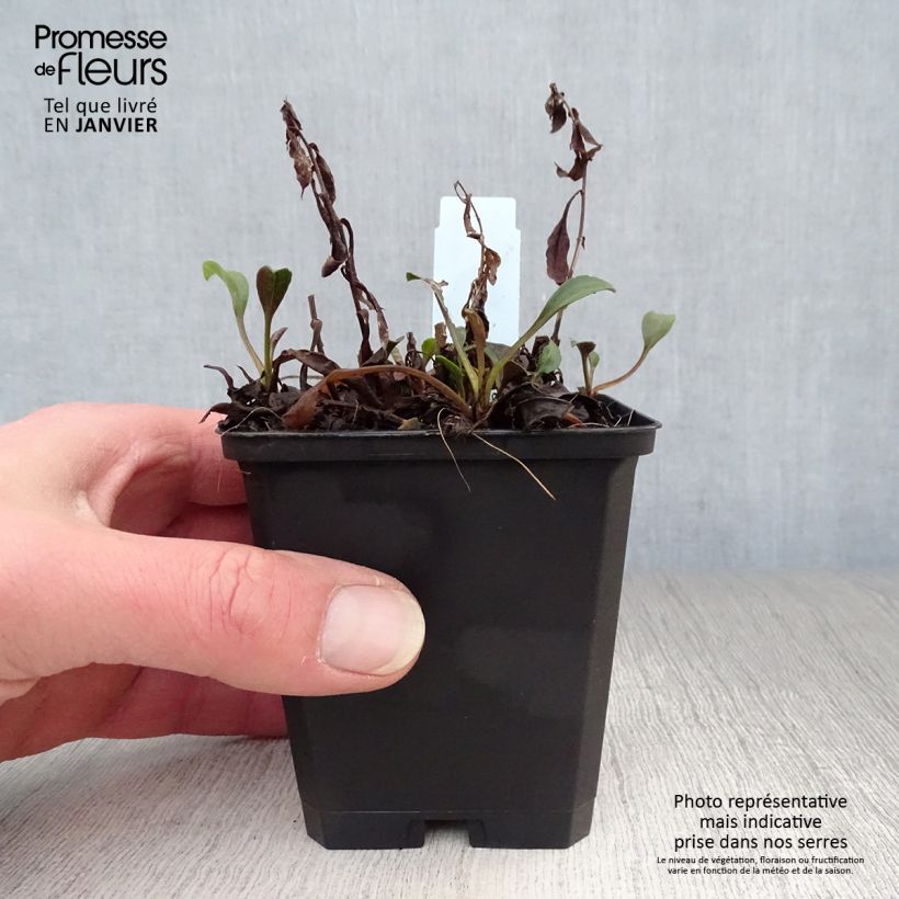 Aster dumosus Schneekissen Maceta de 8/9 cm Ejemplar entregado en invierno