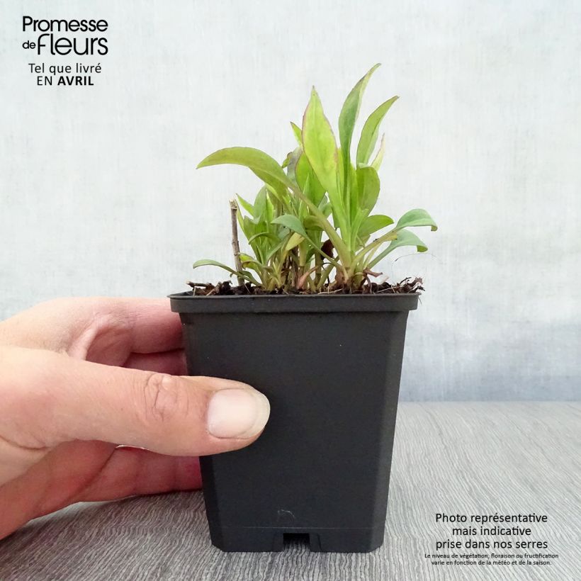 Aster dumosus Schneekissen Maceta de 8/9 cm Ejemplar entregado en la primavera