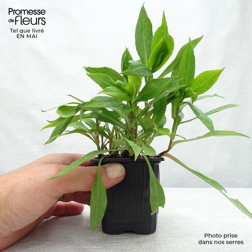 Aster dumosus Silberblaukissen Maceta de 8/9 cm Ejemplar entregado en la primavera