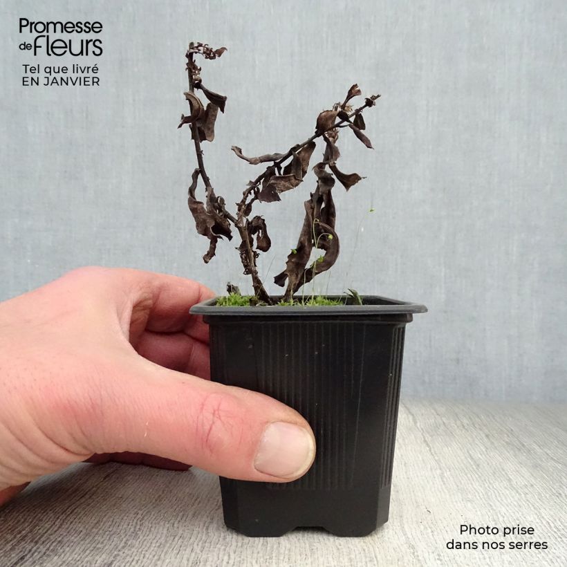 Aster dumosus Silberblaukissen Maceta de 8/9 cm Ejemplar entregado en invierno