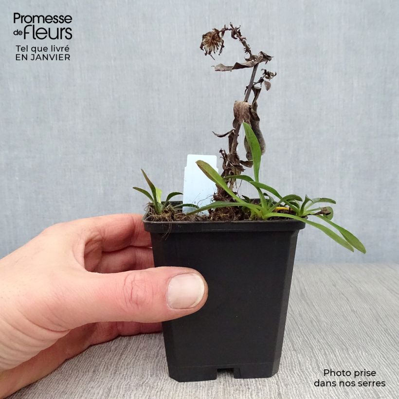 Aster dumosus Starlight Maceta de 8/9 cm Ejemplar entregado en invierno