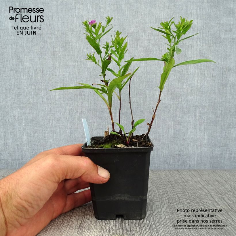 Ejemplar de Aster dumosus Starlight Maceta de 8/9 cm entregado en verano