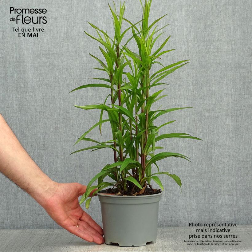 Aster dumosus Starlight Maceta 2L/3L Ejemplar entregado en la primavera