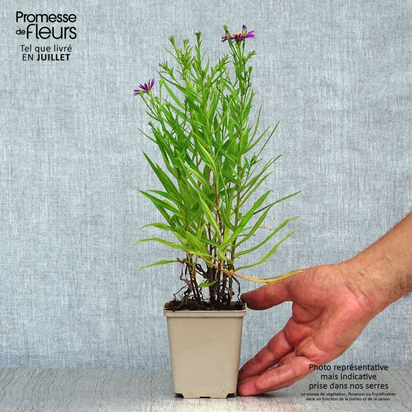 Ejemplar de Aster dumosus Tonga Maceta de 8/9 cm entregado en verano