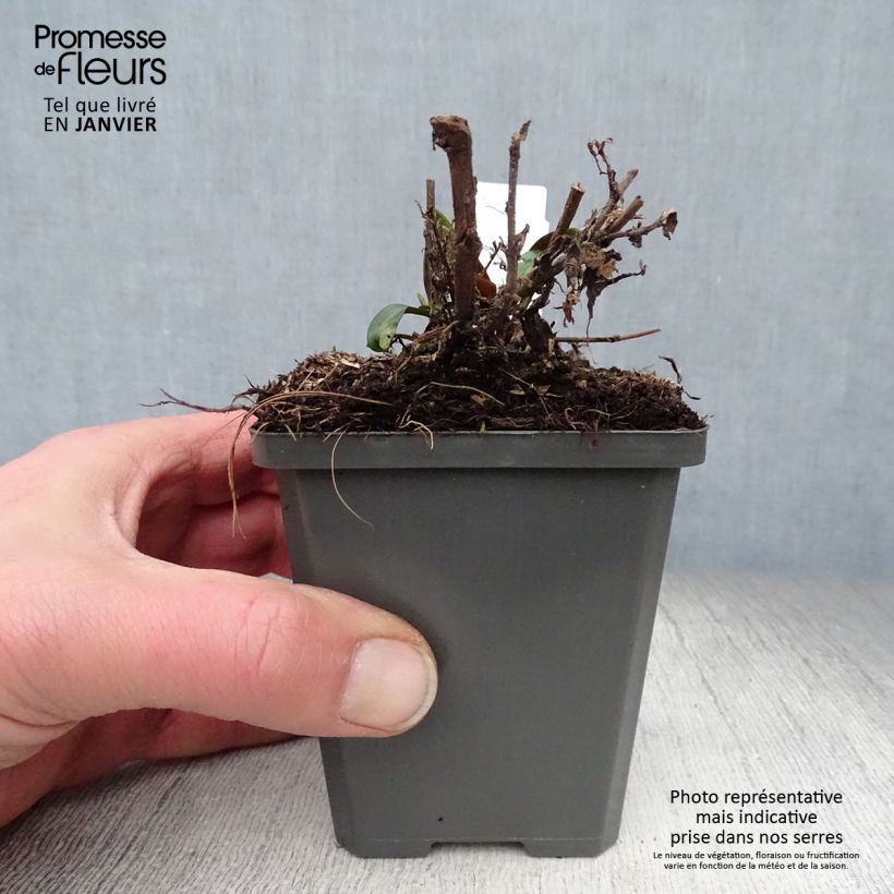 Aster dumosus Tonga Maceta de 8/9 cm Ejemplar entregado en invierno