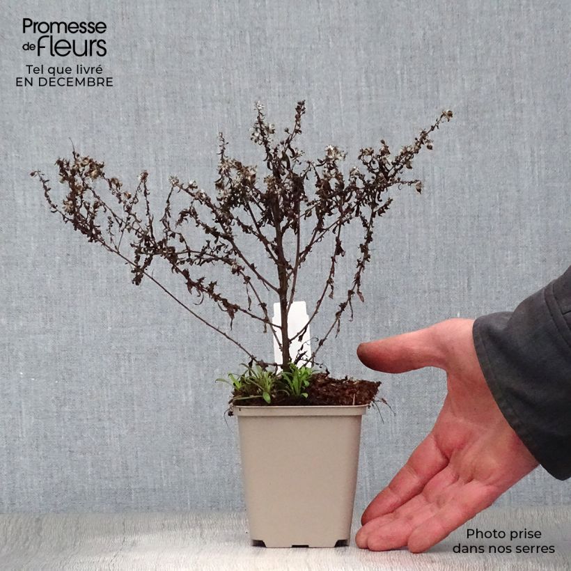 Aster ericoides Blue Star Maceta de 8/9 cm Ejemplar entregado en invierno