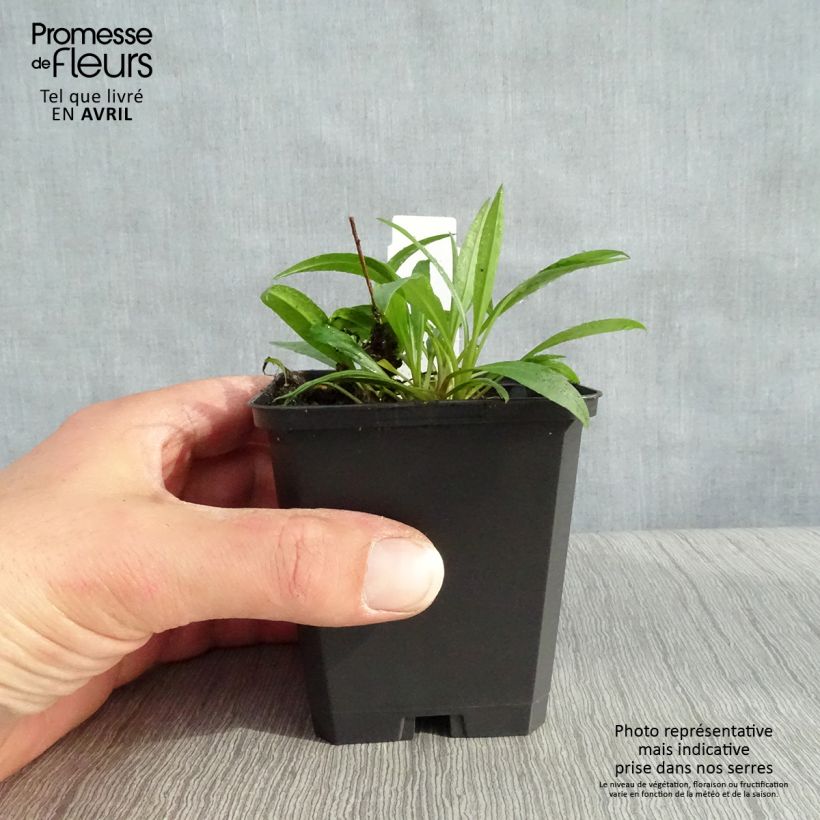 Aster ericoides Blue Star Maceta de 8/9 cm Ejemplar entregado en la primavera