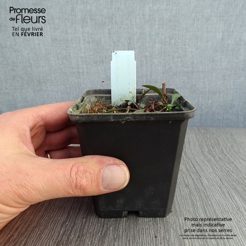 Aster ericoides Blue Wonder Maceta de 8/9 cm Ejemplar entregado en invierno