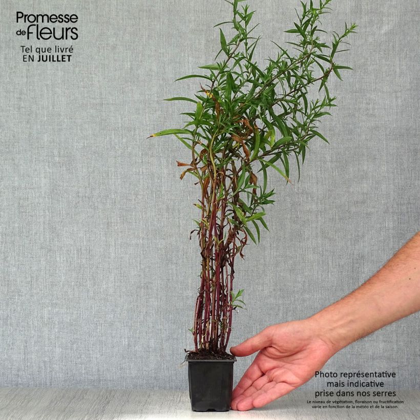 Ejemplar de Aster ericoides Maceta de 8/9 cm entregado en verano