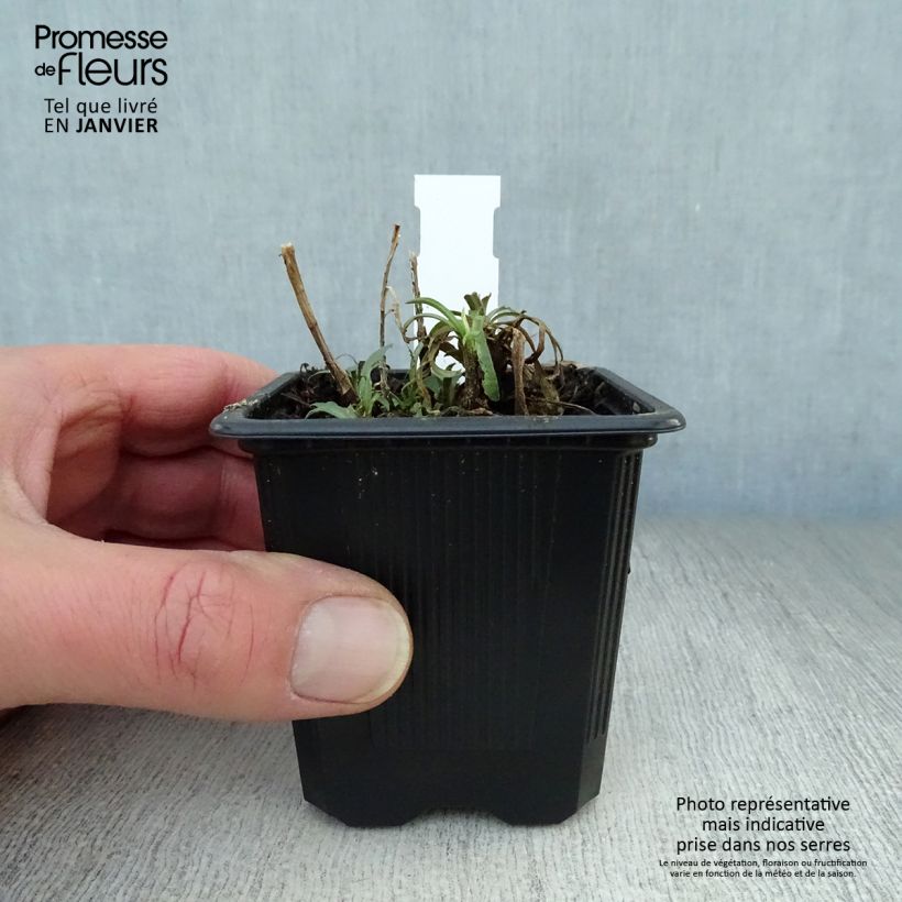 Aster ericoides Maceta de 8/9 cm Ejemplar entregado en invierno