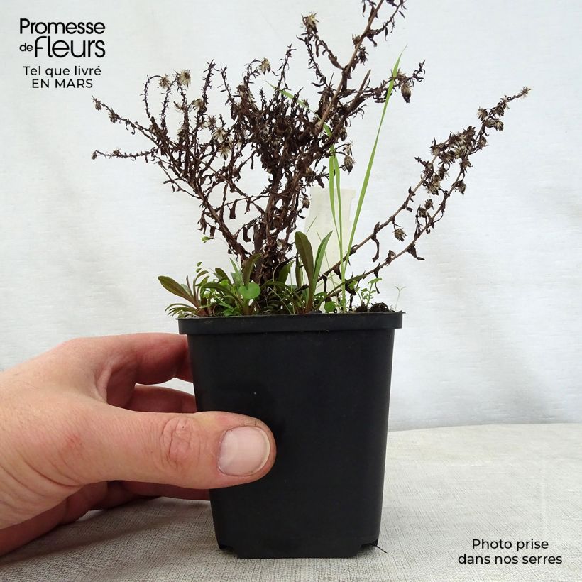 Aster ericoides Golden Spray Maceta de 8/9 cm Ejemplar entregado en la primavera