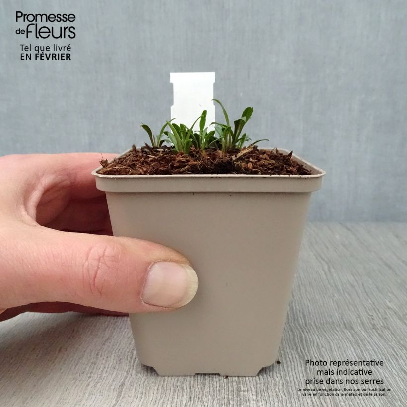 Aster ericoides Golden Spray Maceta de 8/9 cm Ejemplar entregado en invierno