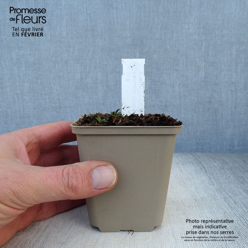 Aster ericoides Lovely Maceta de 8/9 cm Ejemplar entregado en invierno